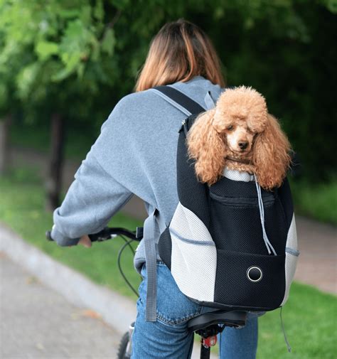 best backpack to carry dog.